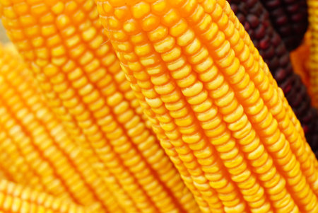 yellow corns close up detail