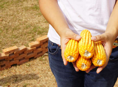 yellow corns on human handsの写真素材