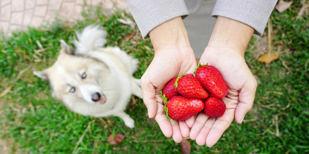 fresh strawberries on human hands with beautiful dog backgroundの写真素材