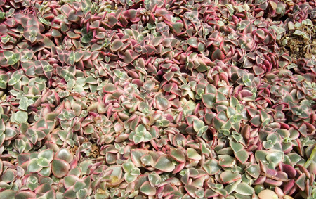 red color petal succulent plants texture and detailの写真素材