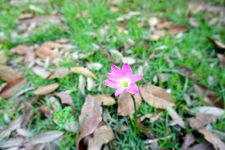 Pink color rain Lily with brown leaves on grass backgroundの写真素材