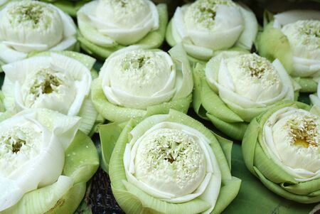 top view of the Beautiful green lotus flower with folded lopesの写真素材