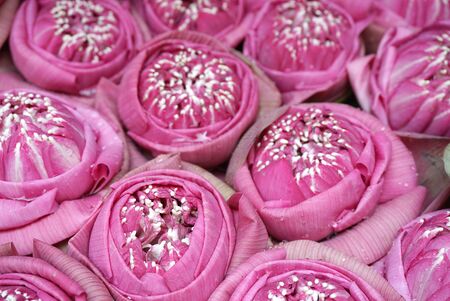 top view of the Beautiful pink lotus flower with folded lopesの写真素材