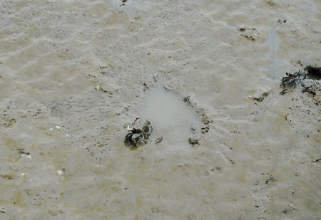 top view of the blue claws crab in mud at the mangrove forestの写真素材