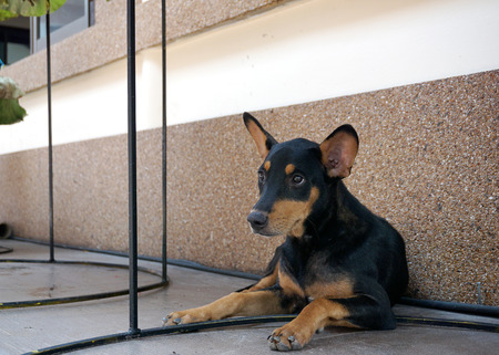 Beautiful mixed breed dog in black hair and brown leg with dot at the eyes lying under tableの写真素材