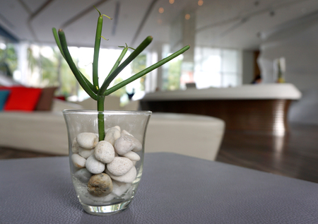 green cactus plants in the pebble with clear glass potの写真素材