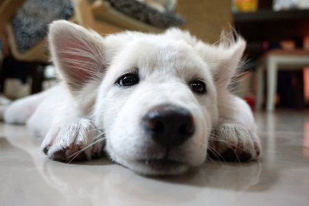 white hair puppy lying on the floor feel sad on her face