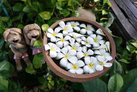 Plumeria flowers floating on the water in the clay bowl with garden decoration dollsの写真素材