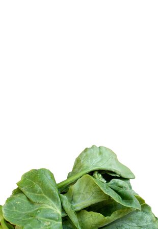 Organic green kale on white background isolatedの写真素材