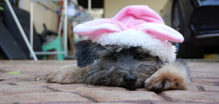 Black hair dog wearing pink bunny ears lying down on the groundの写真素材