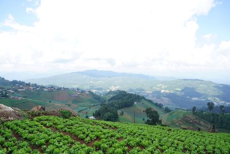 fresh green lettuce on the ground in the agriculture farmの写真素材