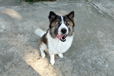Original Thai Bangkeaw Dog breed sitting on the groundの写真素材