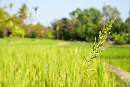 rice paddy with rice feild beackgroundの写真素材