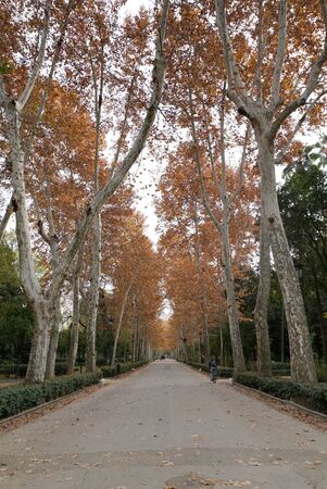 landscape of Park street with beautiful autumn tree in Spainの写真素材