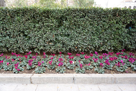 purple flower with green Bush background on the pathwayの写真素材