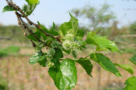 Green mulberry fruit  with nature background