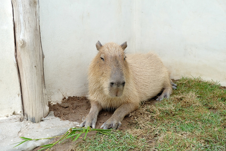Sleeping capybara on the floorの写真素材