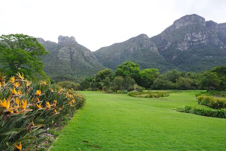 Beautiful heliconia flower with mountain background in Cape town, South Africaの写真素材