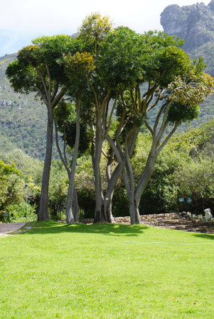 Beautiful tree in the park with mountain background in Cape town, South Africaの写真素材