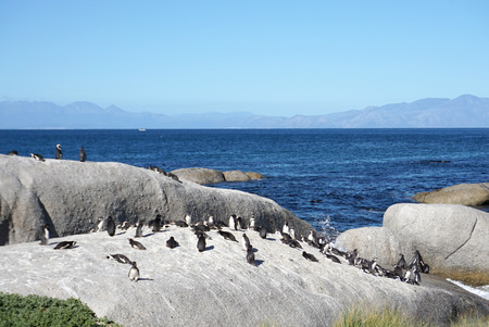African Penguins standing  on the rock at Boulders Beach, Table Mountain National Parkの写真素材