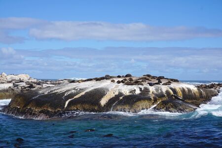 Seals laying down on the large rock in the ocean in Seal colony at Seal Island, Cape town, South Afficaの写真素材