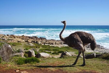 Large Ostrich standing in front of the ocean in Cape town, South Africaの写真素材