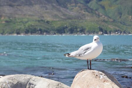 seagull standing on the rock with ocean and mountain background in Cape town, South Africaの写真素材