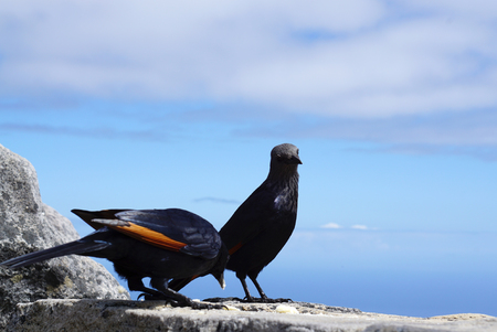 red winged starling standing on the rock on Table mountain in Cape Town, South Africaの写真素材