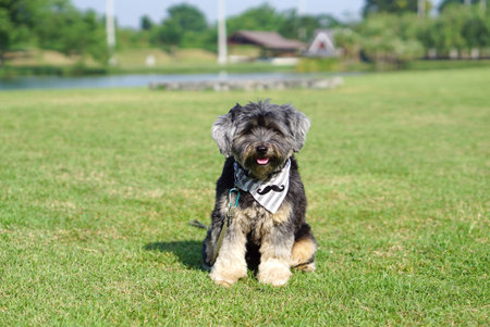 Mixed breed dog wearing bandana sitting on the grass outdoor with nature background