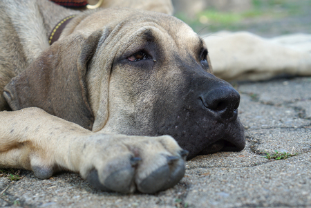 Closed up of Bored face of Fila Brasileiro puppy on the groundの写真素材