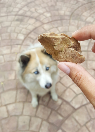 preserved chicken liver snack food on human hand with beautiful dog backgroundの写真素材