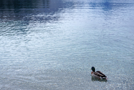Mallard duck standing at the bank of the lake with water and mountain background in New Zealandの写真素材