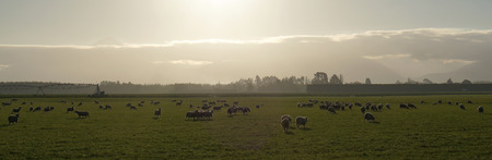 Herd of sheep in the meadow with beautiful landscape background in New Zealandの写真素材