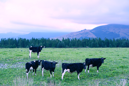 Standing black and white cows on the green land with mountain background in New Zealandの写真素材