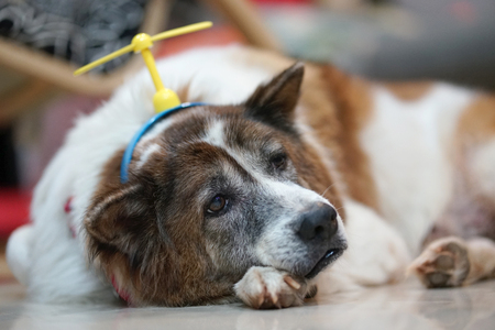 Close up shot of Boring face dog laying on the ground with toy head bandの写真素材