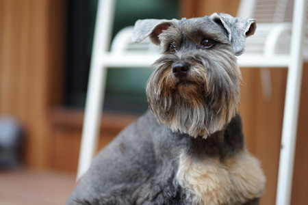 Close up shot of Small black dog mixed breed with beautiful bright eyesの写真素材