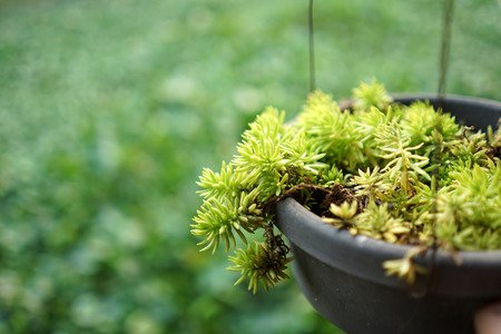 Sedum rupestre Lemon Ball plants in black plastic pot with green backgroundの写真素材