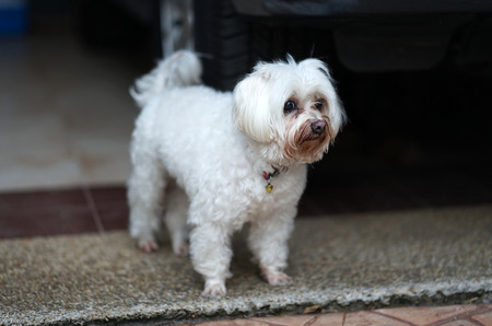 Senior white Maltese dog with Tear staining facing standing on the floor and waiting for owner with hopefully faceの写真素材