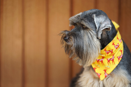 Small mixed breed black color dog wearing yellow bandana sitting on white bench with timber backgroundの写真素材