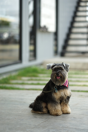 Small mixed breed black color dog sitting on the floor with smiling faceの写真素材