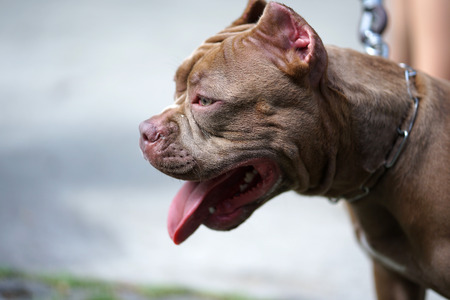 Close up head shot of the Red nose Pitbull dog with cropped ears with healthy tongueの写真素材