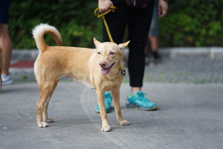 Mixed breed dog walking side by side with his owner in the dog communityの写真素材