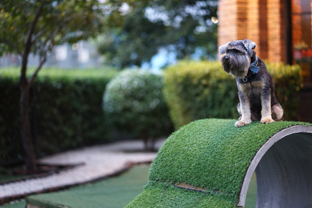 Little mixed breed terrier dog happy sitting on the concrete tube in the dog parkの写真素材