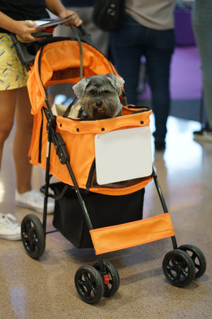 Little mixed breed terrier dog happy sitting in the dog cart in the shopping mall indoor