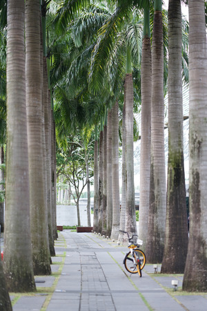 Large tall plam tree along the concrete walkway with orange bicycle parkingのeditorial素材