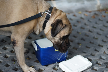 Brown color blue mastiff large dog standing on the floor drinking water from blue bucketの写真素材