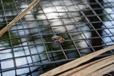 Small leaf frog on the mesh over the pool with dried leafの写真素材