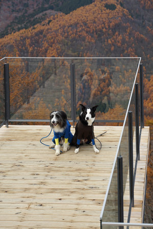 Black and white border collie sheep dog and Briquet Griffon Vendeen dog wearing full black color...