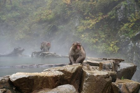 Red face wild monkey sitting on the floor in November at Jigokudani Monkey Park in Yamanouchi, Nagano Japanの写真素材