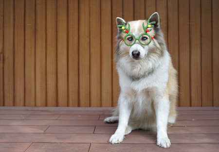 Funny christmas decoration on mixbreed dog head with timber backgroundの写真素材